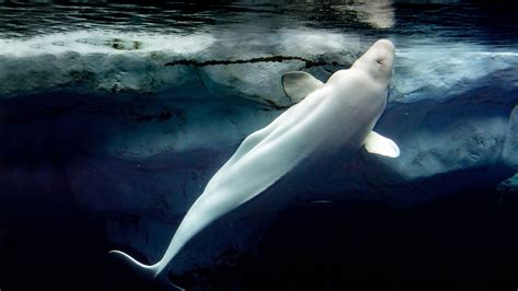 beluga whale-1